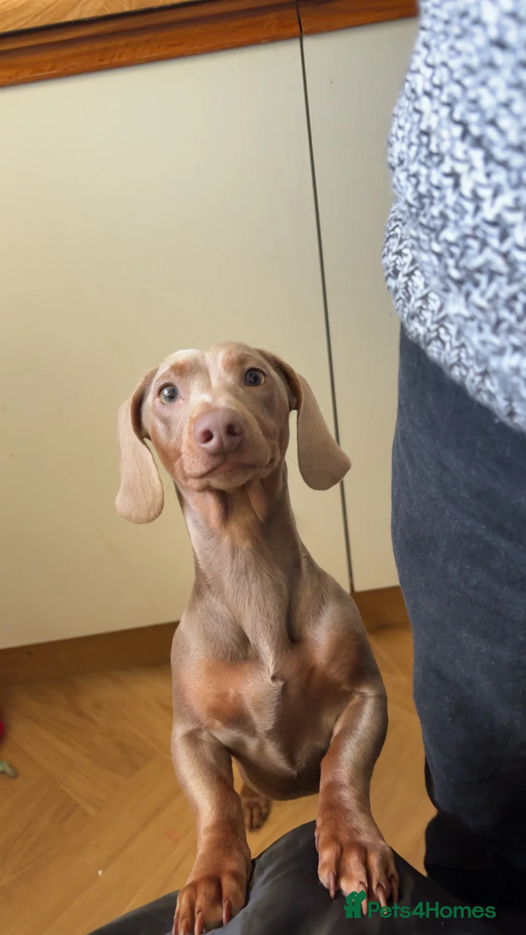 Dachshund dogs for stud: Isabella and tan STUD - Advert 2