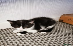 Mixed Breed cats for sale: 4 kittens  - Image 5