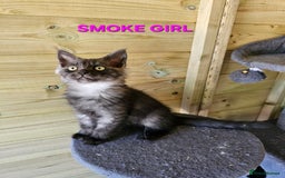 Maine Coon cats for sale: Maine Coon  - Image 3