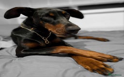 Dobermann dogs for sale: #ShadowdairDobermans #Pregnancy#DobermanLove - Image 13