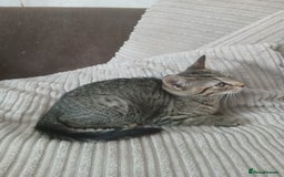 Mixed Breed cats for sale: 3 girls- 9 weeks- ready to go - Image 3