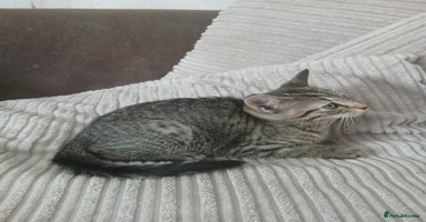 Mixed Breed cats - Advert 6