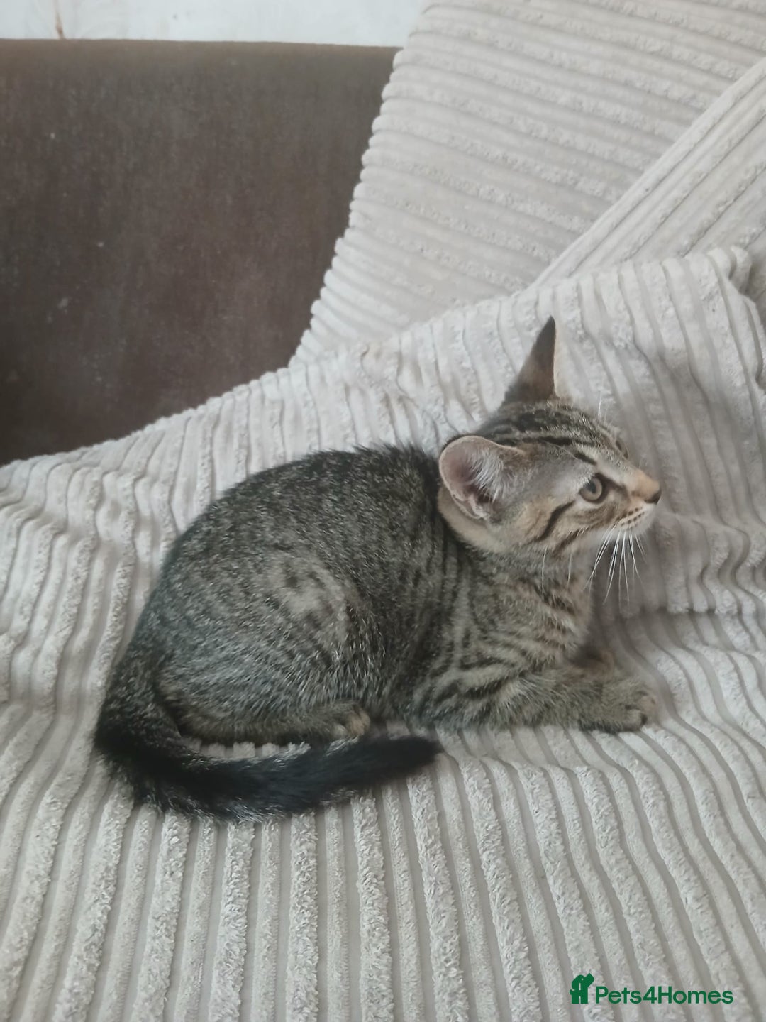 Mixed Breed cats for sale: 3 girls- 9 weeks- ready to go - Image 3