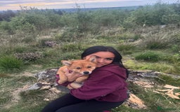 Mixed Breed dogs for sale: Beautiful 7 month old Pomshi hybrid  - Image 18