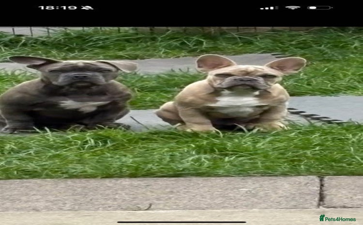 French Bulldog dogs 2 French bulldog  - Advert 2