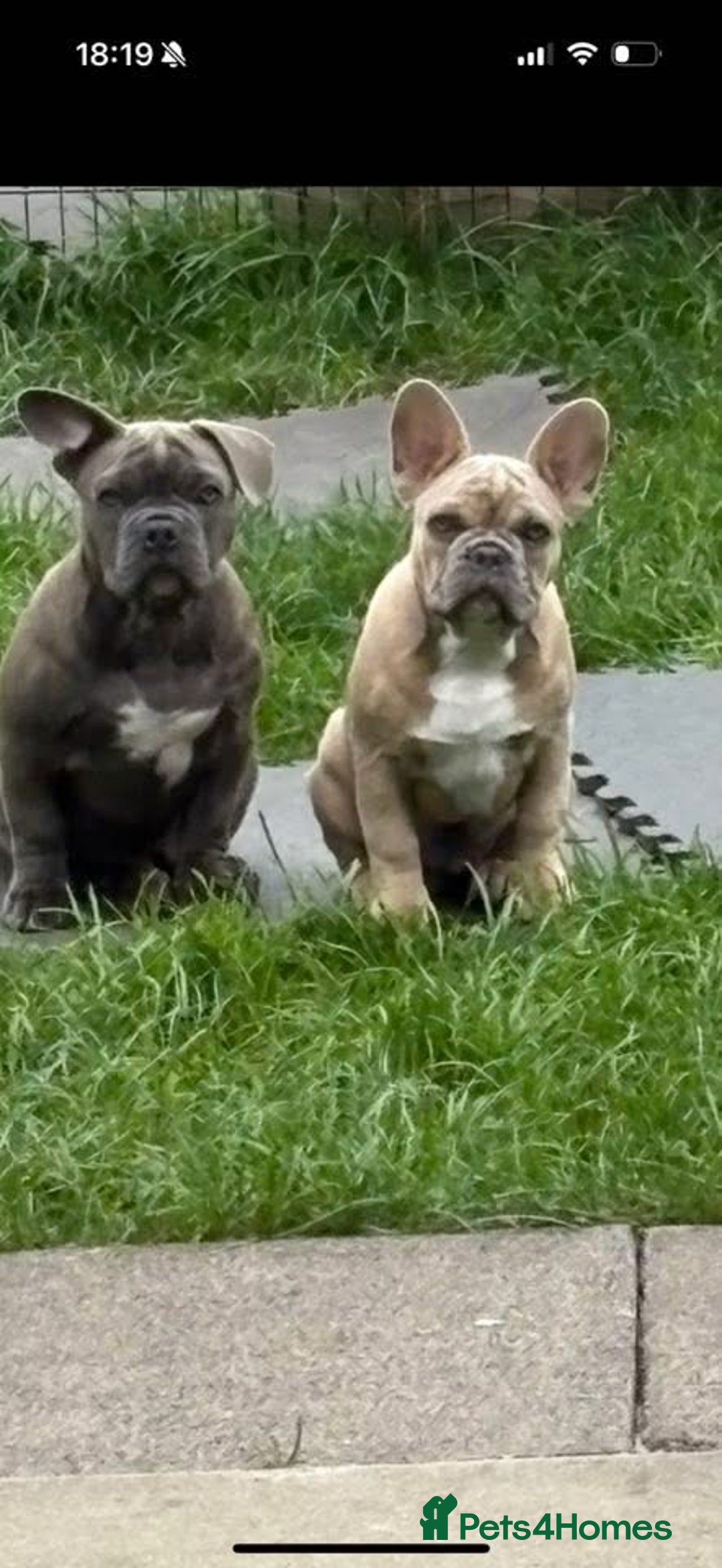 French Bulldog dogs for sale: 2 French bulldog  - Advert 1