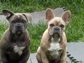 French Bulldog dogs 2 French bulldog - Advert 2