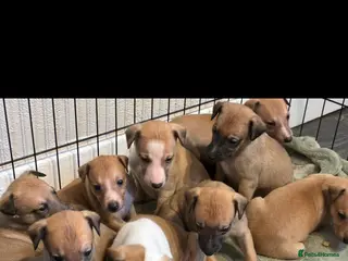 Whippet dogs Beautiful litter of Whippet puppies - Advert 2