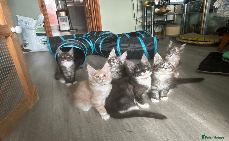 Maine Coon cats - Advert 15