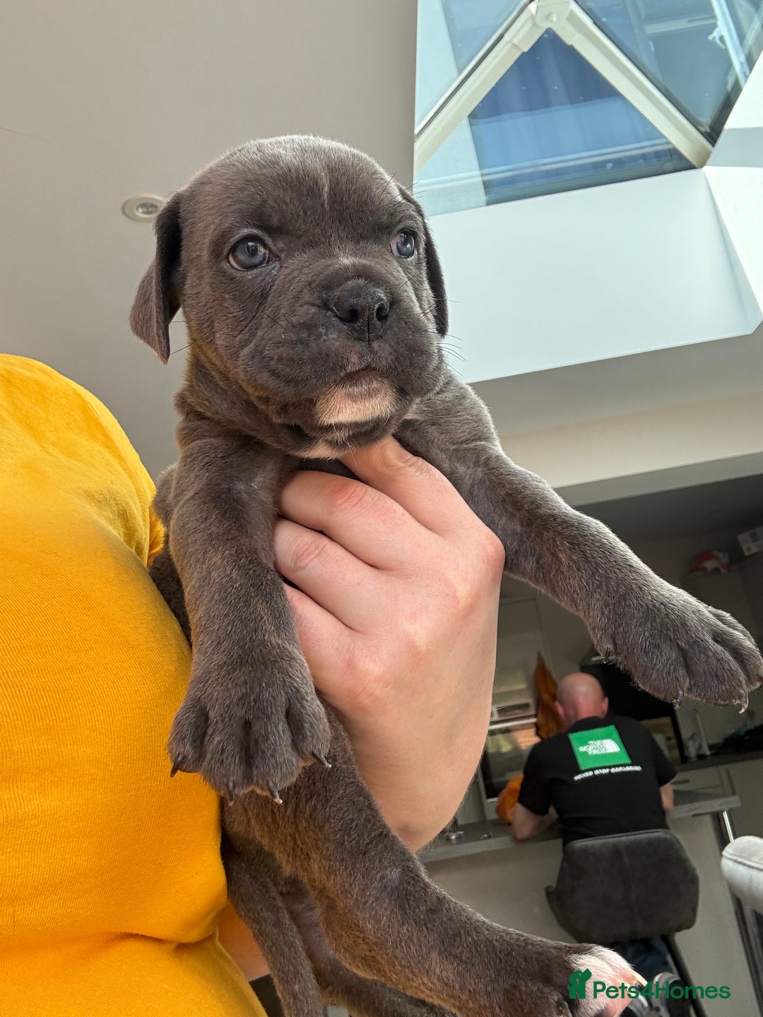 Mixed Breed dogs for sale: canó corso cross british bulldog stunning colours  - Image 14