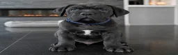 Cane Corso dogs for sale: 🐾 European Champion Bloodline Cane Corso Puppies - Advert 13