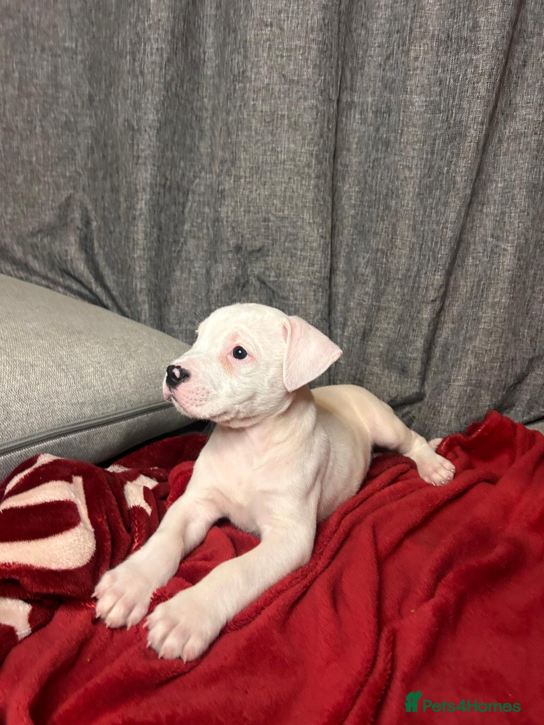 American Bulldog dogs for sale: American Bulldog - Image 13