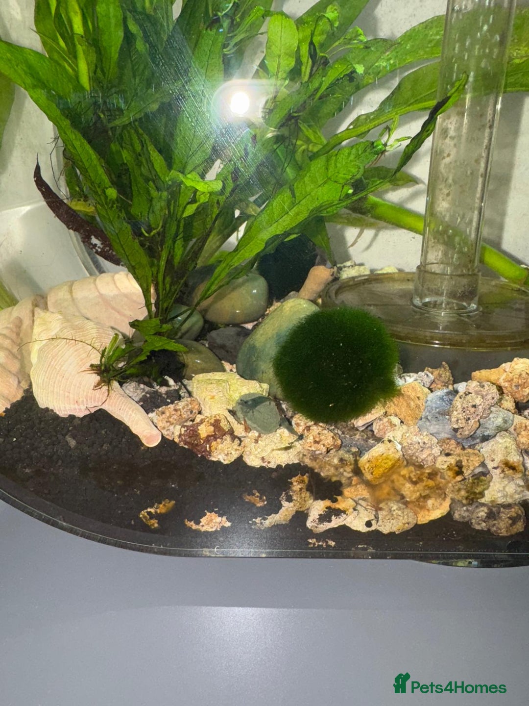 Shrimps fish for sale: Shrimp and rabbit snails  - Advert 8