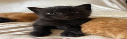 Mixed Breed cats for sale: The Little Pumpkin Patch Litter - 1 girl & 5 boys - Advert 9