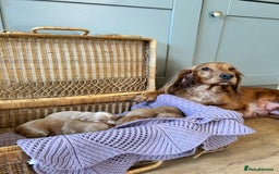 Cockapoo dogs for sale: F1B cockapoo - Advert 2