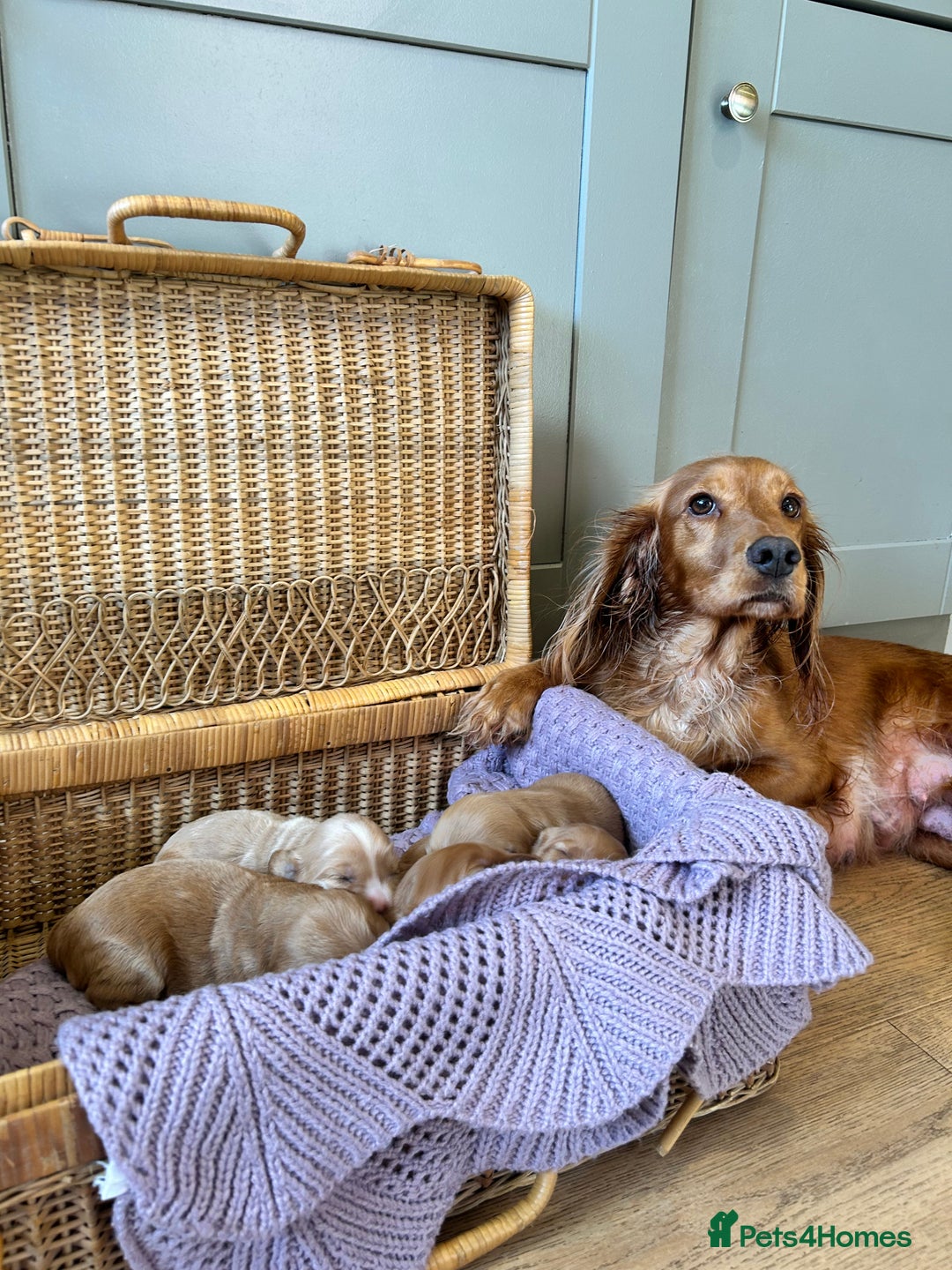 Cockapoo dogs for sale: F1B cockapoo - Advert 2