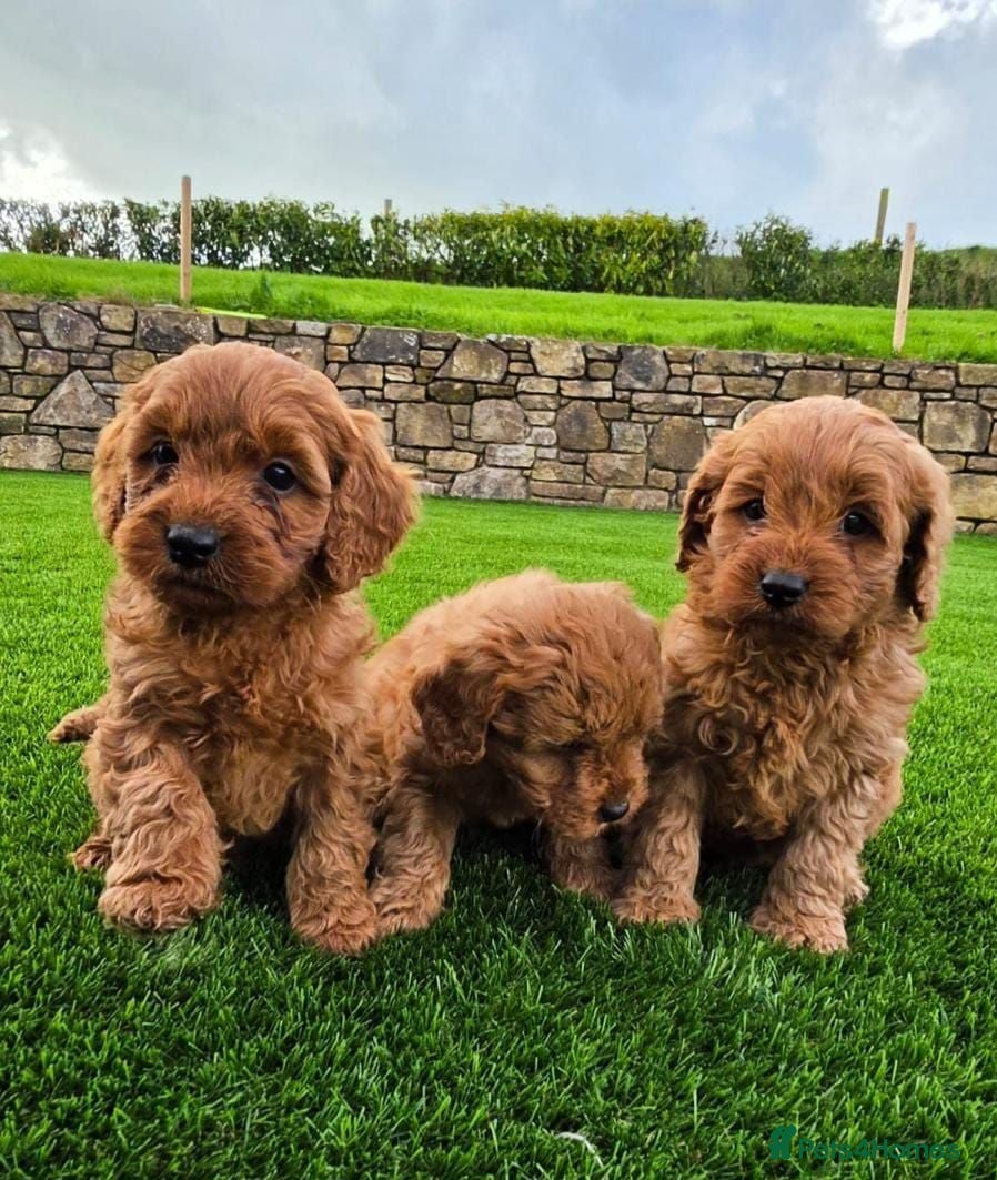 Cavapoo dogs GORGEOUS RUBY RED CAVAPOO HEALTH TESTED - Advert 4