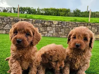 Cavapoo dogs GORGEOUS RUBY RED CAVAPOO HEALTH TESTED - Advert 1