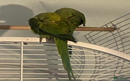 Ringnecks birds for sale: Ringneck Bonded Pair + Cage + Toys  - Image 3