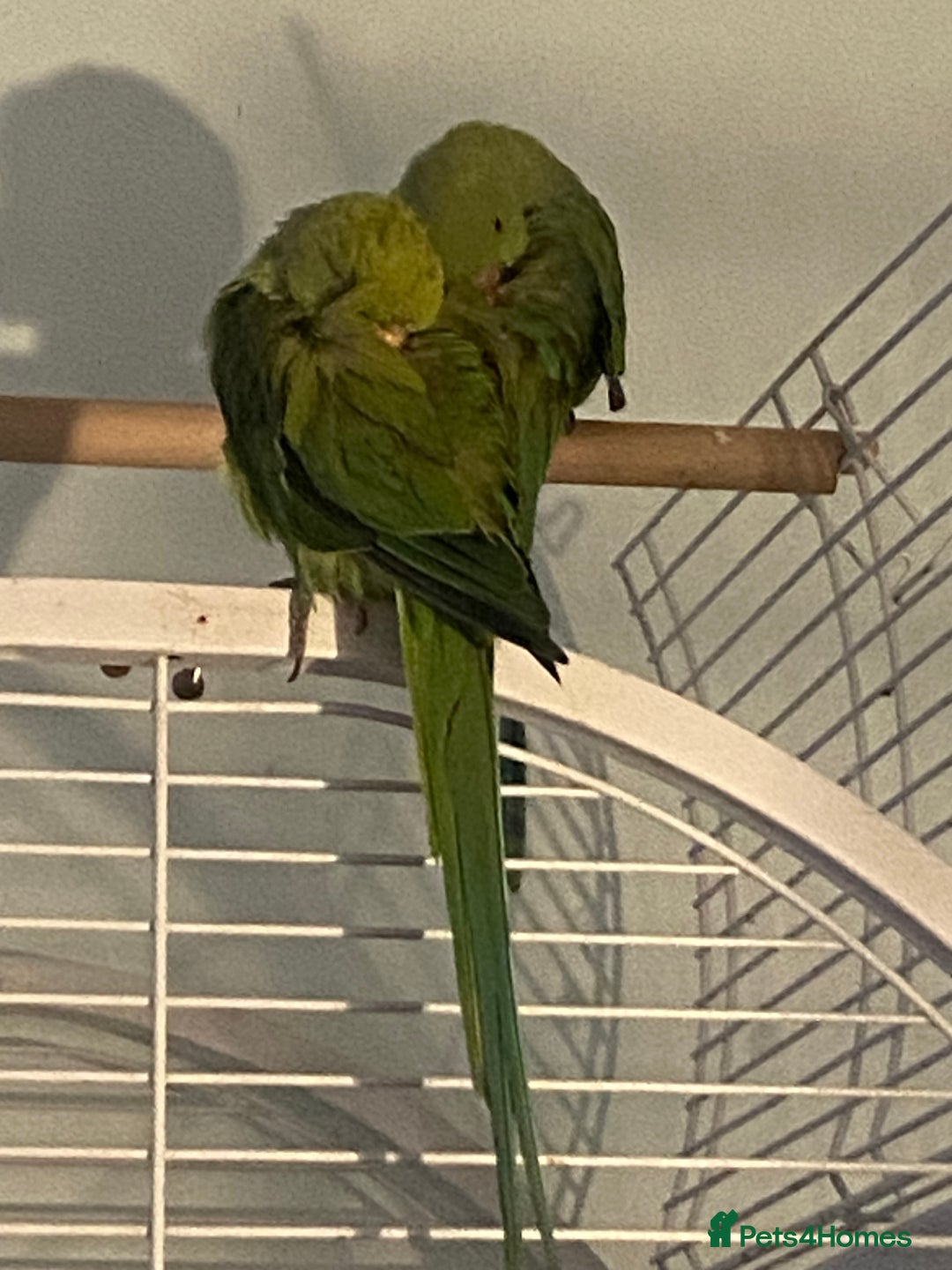 Ringnecks birds for sale: Ringneck Bonded Pair + Cage + Toys  - Image 3