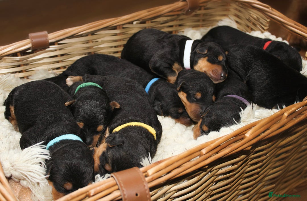 Airedale Terrier dogs for sale: KC Female Airedale Puppy🌟🐾 - Advert 16