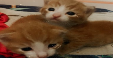 Mixed Breed cats - Advert 9