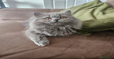 British Longhair cats - Advert 2