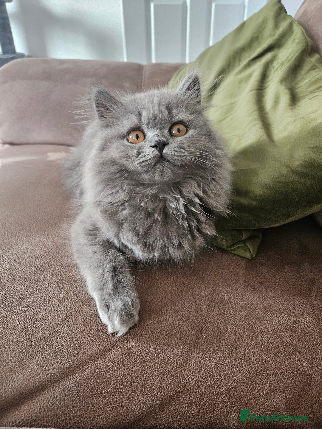 British Longhair cats for sale: Gorgeous GCCF long-haired British girl  - Image 3
