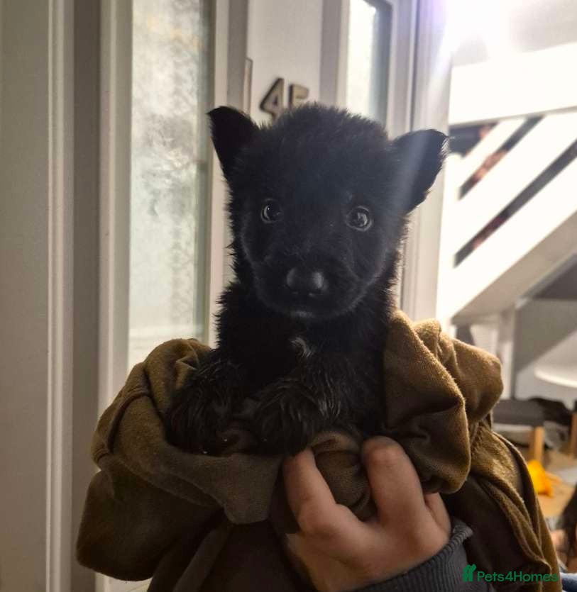 German Shepherd dogs Puppy female German shepherd  - Advert 5