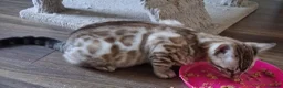 Bengal cats for sale: Stunning snow/silver Bengal kittens - Advert 8