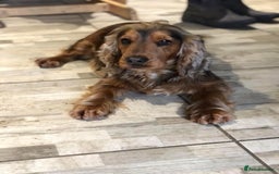 Cocker Spaniel dogs for sale: LAST BOY AVAILABLE  5 Star SHOW COCKER  - Image 3