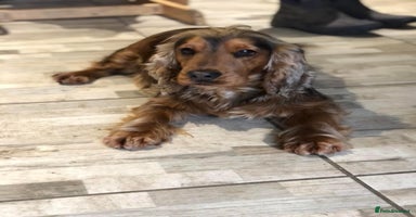 Cocker Spaniel dogs - Advert 15