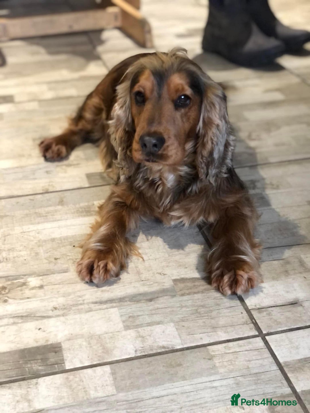 Cocker Spaniel dogs for sale: LAST BOY AVAILABLE  5 Star SHOW COCKER  - Image 3