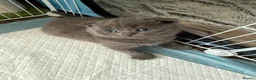 Scottish Fold cats for sale: 5 Beautiful Scottish Fold & straight Kittens - Advert 9