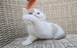 British Shorthair cats for sale: Champion lines British Shorthair Kittens  in Coatbridge - Image 8