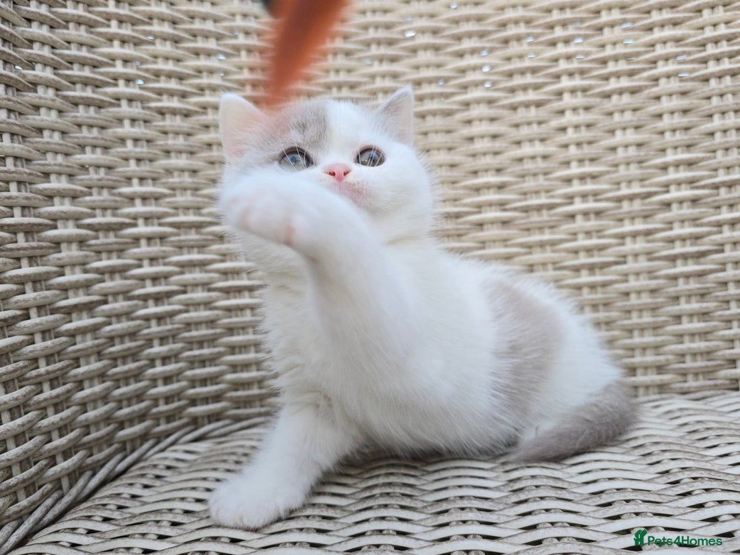 British Shorthair cats for sale: Champion lines British Shorthair Kittens  in Coatbridge - Image 8