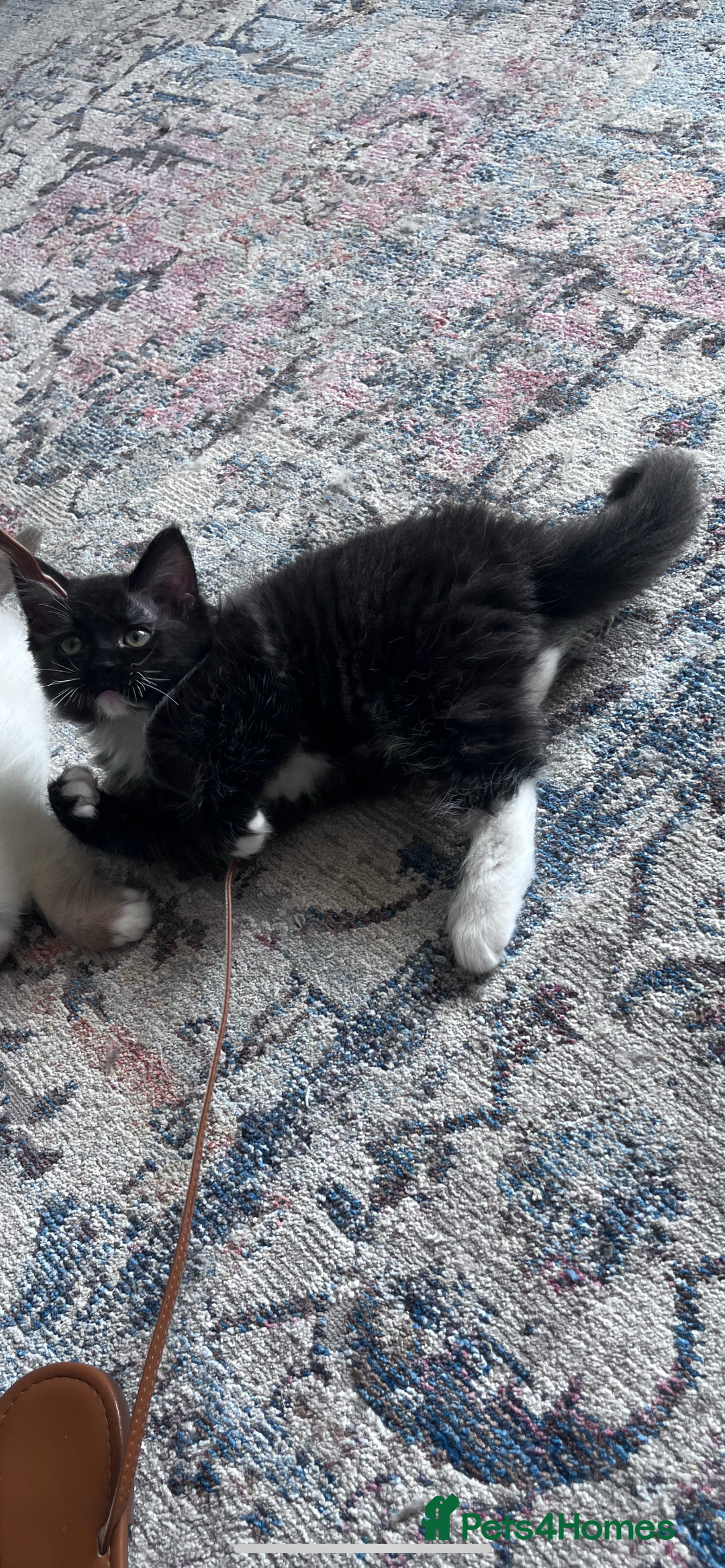 Mixed Breed cats for sale: Beautiful pershadoll ready to leave now ❤️ - Image 5