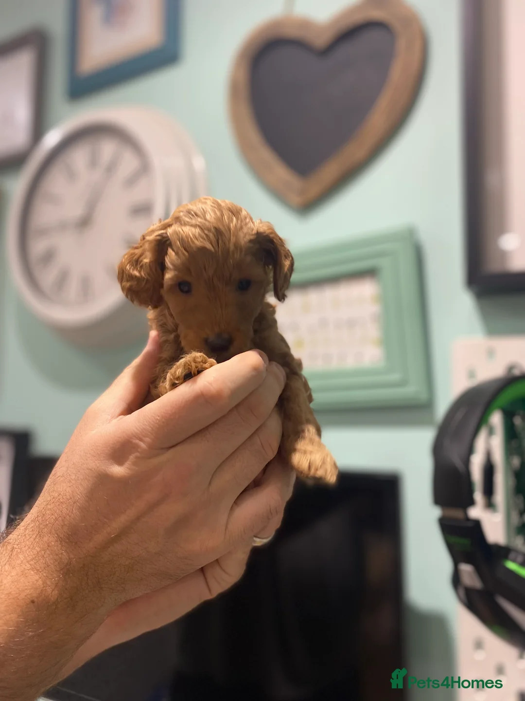 Mixed Breed dogs for sale: Miniature Double Doodles - Advert 23