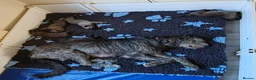 Irish Wolfhound dogs for sale: Stunning KC reg Irish Wolfhound litter for sale - Advert 3