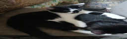 Mixed Breed cats for sale: Adorable Kittens Looking for Their Forever Homes  - Advert 2