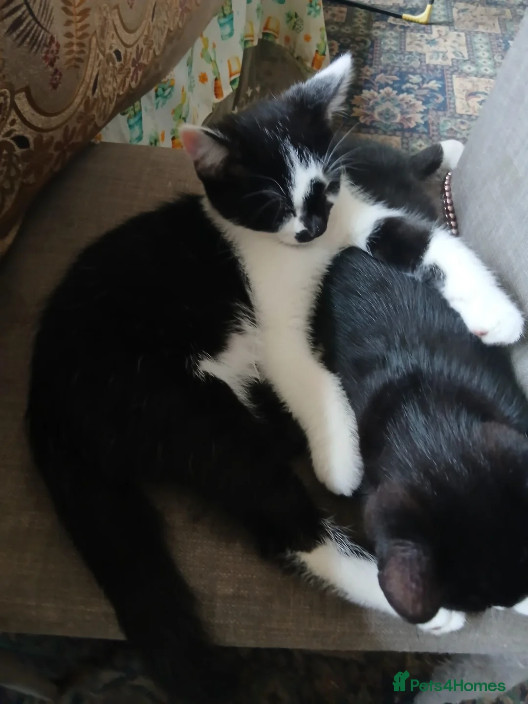 Mixed Breed cats for sale: Adorable Kittens Looking for Their Forever Homes  - Advert 2