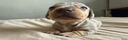 Miniature Dachshund dogs for sale: Miniature dachshund pups - Advert 15