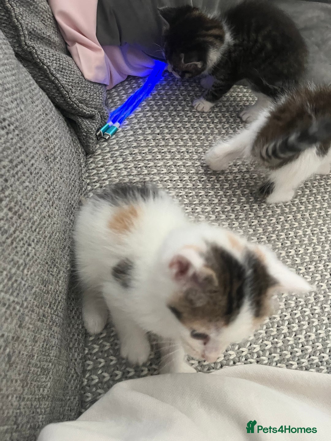Maine Coon cats for sale: Mainecoon cross kittens - Image 11