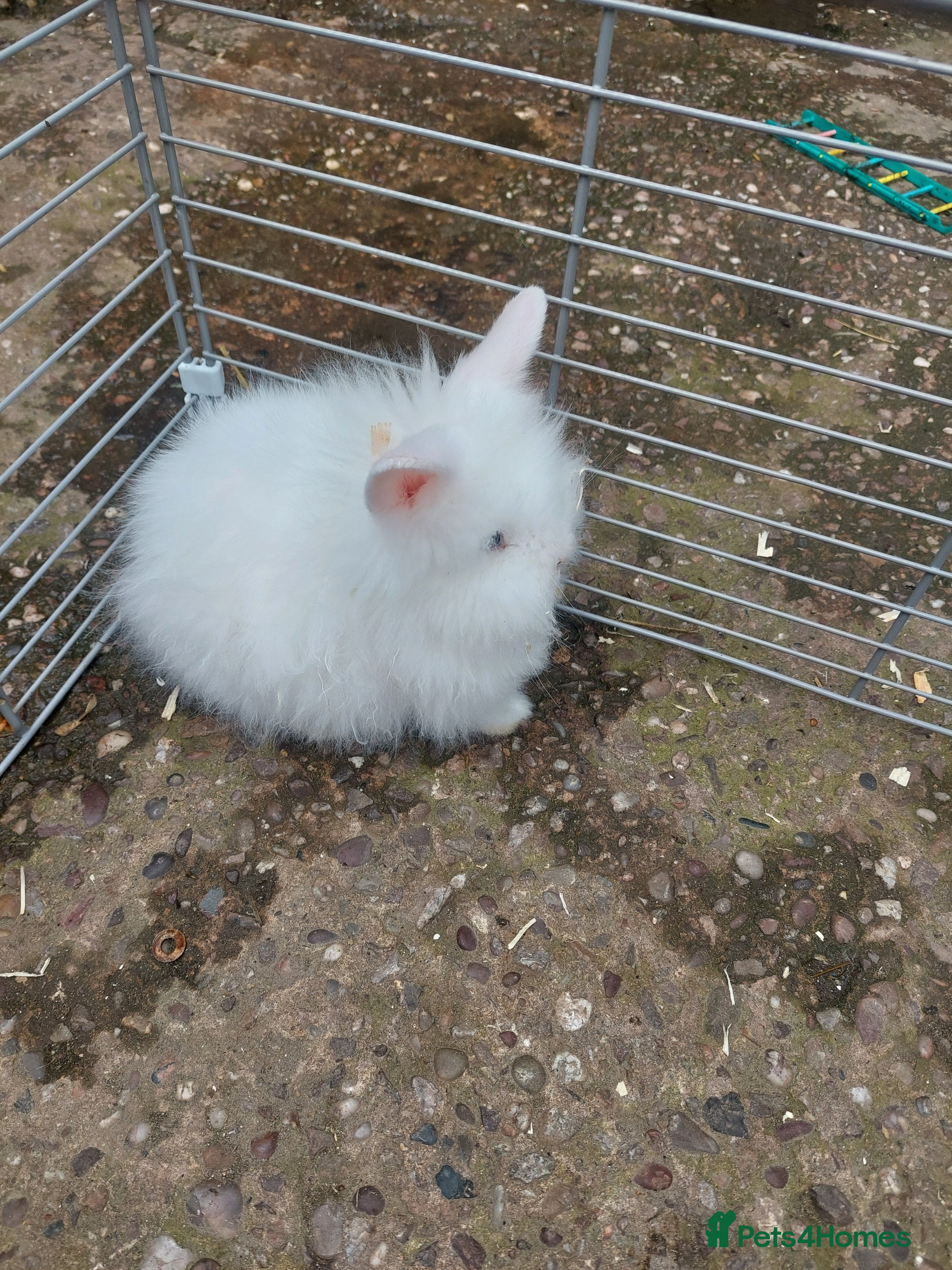 Lionhead rabbits Baby rabbits both girls - Advert 1