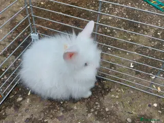 Lionhead rabbits Baby rabbits both girls - Advert 1