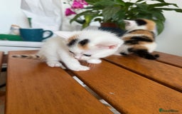 British Shorthair cats for sale: 6 Playful British Shorthair Cats - Image 2