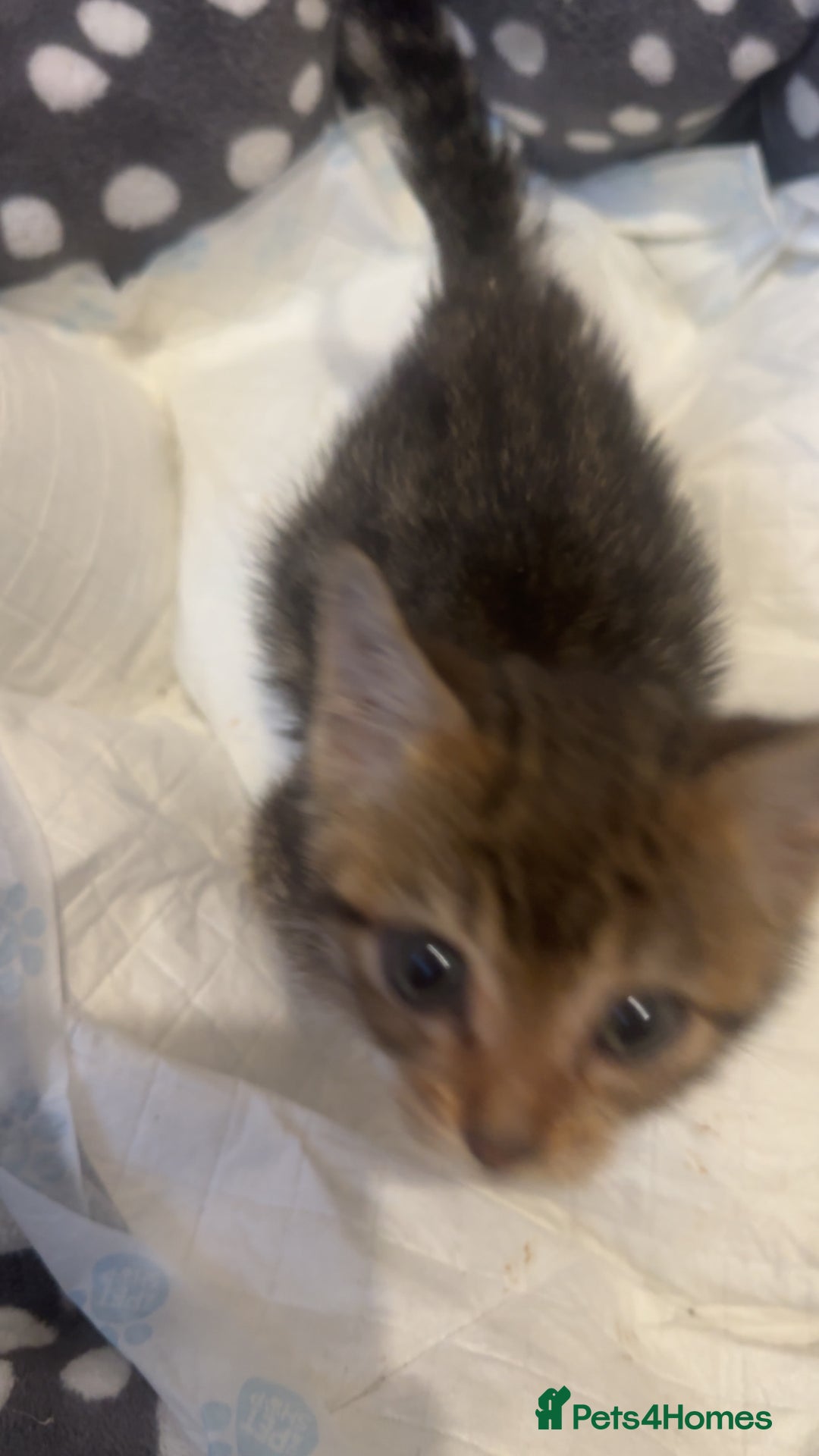 Bengal cats for sale: Male Bengal cross kitten from champion lines - Advert 3