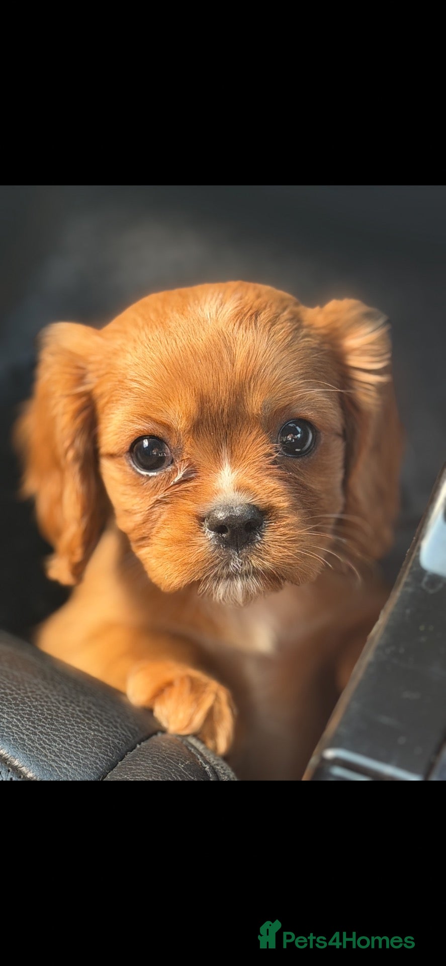 Cavalier King Charles Spaniel dogs Gorgeous litter of ruby cavaliers ready now  - Advert 1