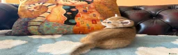 British Shorthair cats for sale: Lovely golden BSH & BLH kittens - Advert 15