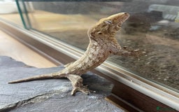 Gecko reptiles for sale: Female Pine Island Leachianus Gecko for sale - Image 2